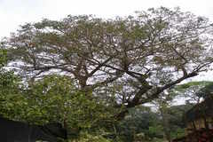 Erythrina fusca
